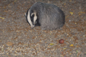Badger