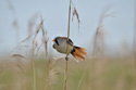 Bearded Tit
