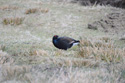 Black Grouse