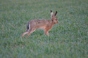 Brown Hare