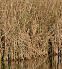 Bittern