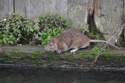 Brown Rat