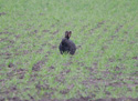 Black Rabbit