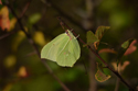 Brimstone