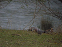 Baikal Teal