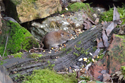 Common Shrew