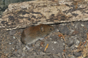 Bank Vole
