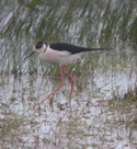 Black Winged Stilt