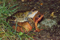 Common Frog