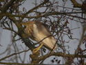 Chinese Pond Heron