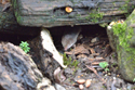 Common Shrew