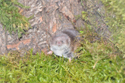 Common Shrew