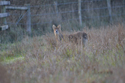 Chinese Water Deer