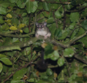 Edible Dormouse