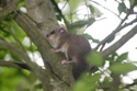 Edible Dormouse