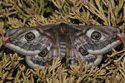 Emperor Moth