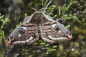 Emperor Moth