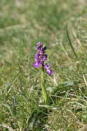 Early Purple Orchid