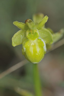 Early Spider Orchid
