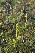 Fen Orchid