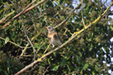 Fieldfare