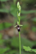 Fly Orchid