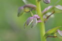Frog Orchid