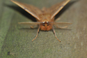 Feathered Thorn