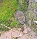 Field Vole