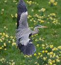 Grey Heron