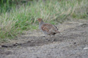 Grey Partridge
