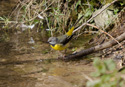 Grey Wagtail