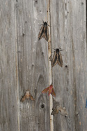 Hawkmoth Medly