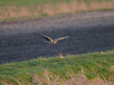 Hen Harriert