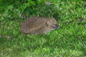 Hedgehog