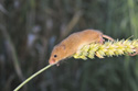 Harvest Mouse