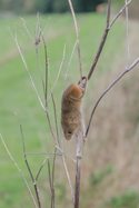 Harvest Mouse