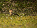 Hoopoe