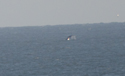 Humpback Whale