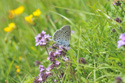 Large Blue