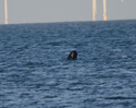 Long Finned Pilot Whale