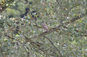Little Owl