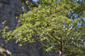 Least Whitebeam