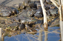 Marsh Frog