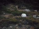 Mountain Hare
