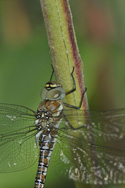 Migrant Hawker