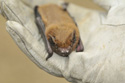 Noctule