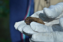 Nathusius Pipistrelle