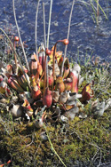 Pitcher Plant