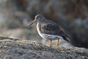 Purple Sandpiper